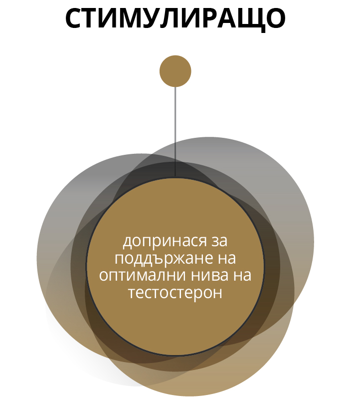 СТИМУЛИРАЩО - допринася за поддържане на оптимални нива на тестостерон