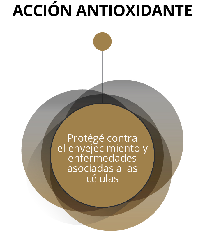 ACCIÓN ANTIOXIDANTE - Protégé contra el envejecimiento y enfermedades asociadas a las células 