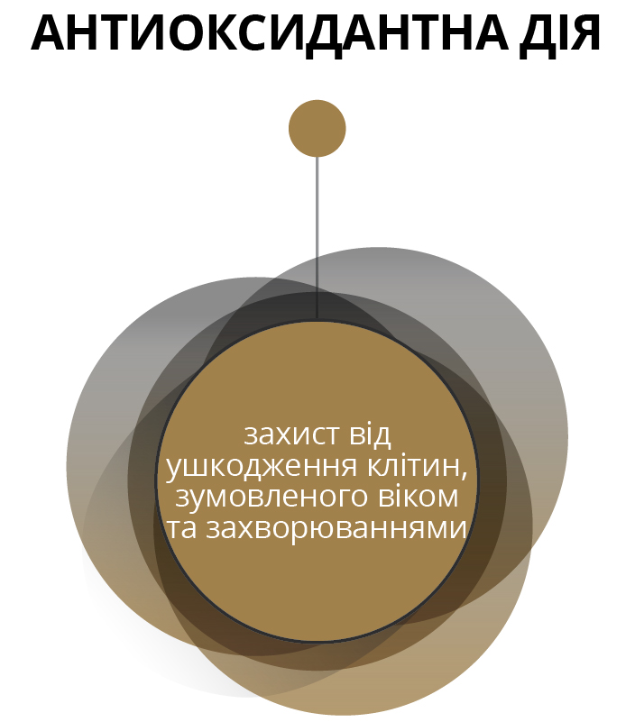 АНТИОКСИДАНТНА ДІЯ - 
захист від ушкодження клітин, зумовленого віком та захворюваннями 
